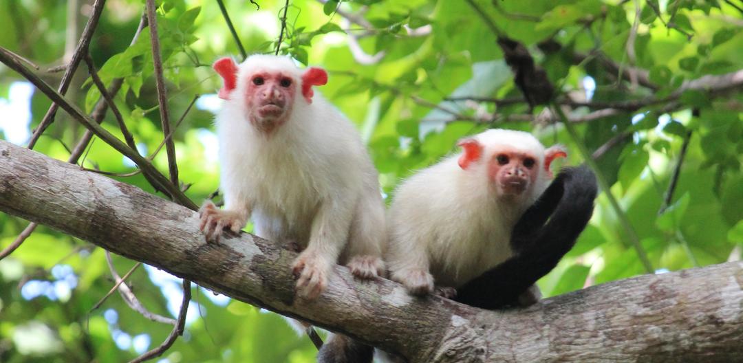 Já pensou ter um macaco em casa?