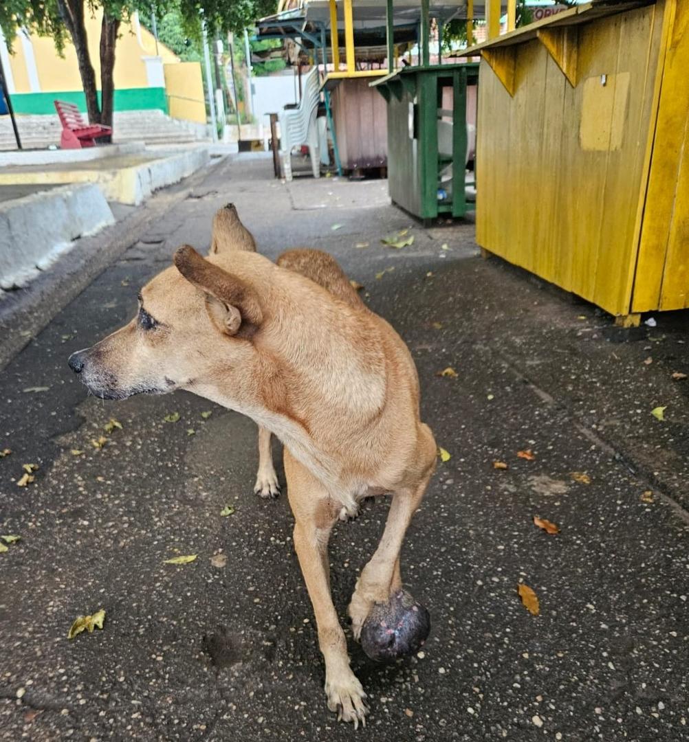 Da dificuldade de ser cão ou gato em Alter do Chão