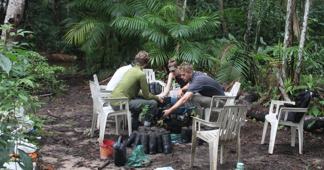 Voluntariado mão na terra – estrangeiros ajudam reflorestar 