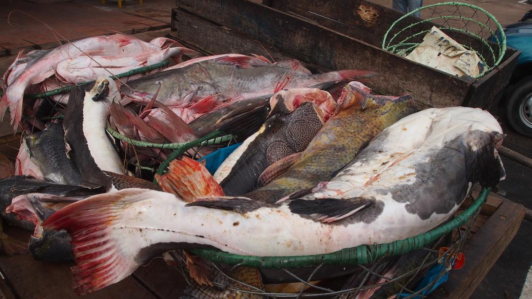 Pescaria Amazônica - receita para vender o seu peixe